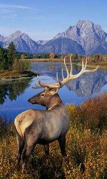 Deer wallpapers screenshot 1