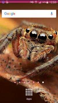 Spider Wallpapers screenshot 1