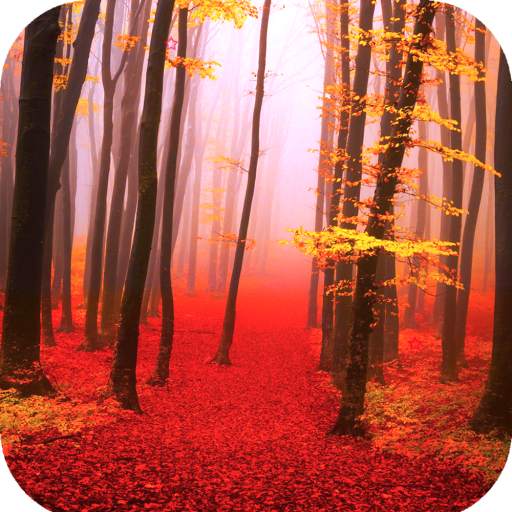Forest Wallpaper HD 1.11