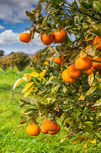 Garden Fruit Wallpaper 2 تصوير الشاشة