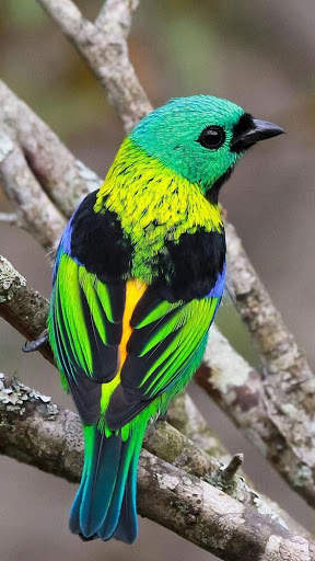 Green headed tanager Bird wallpapers hd screenshot 3