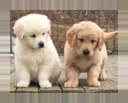 Imágenes y Fotos de Cachorros Gratis screenshot 2