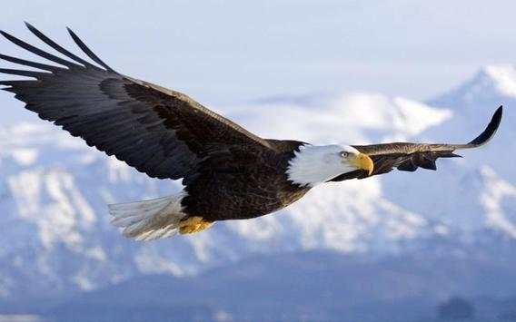 Eagle Wallpapers screenshot 5