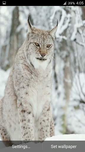 Lynx. Video Wallpaper स्क्रीनशॉट 8