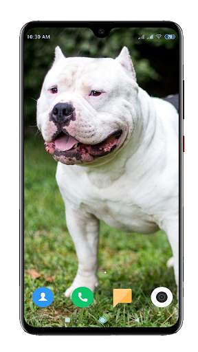 Pitbull Dog Wallpaper HD screenshot 2