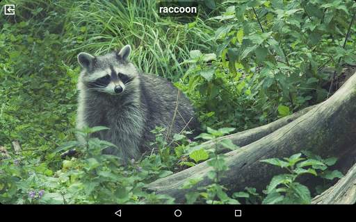 Animal Sounds Free screenshot 10
