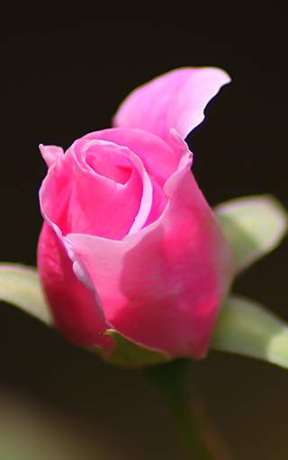 Pink Roses Live Wallpaper screenshot 2