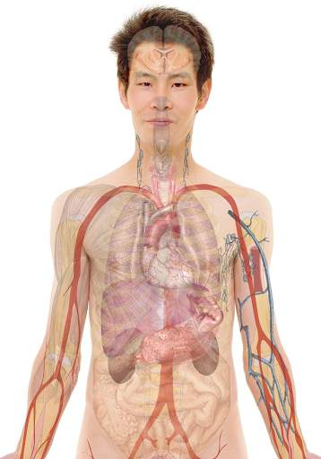 Learn Human Organs Works screenshot 4