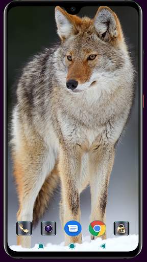 Fox Wallpaper 4K Latest screenshot 13