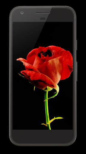 Blooming Rose Video Wallpaper screenshot 1