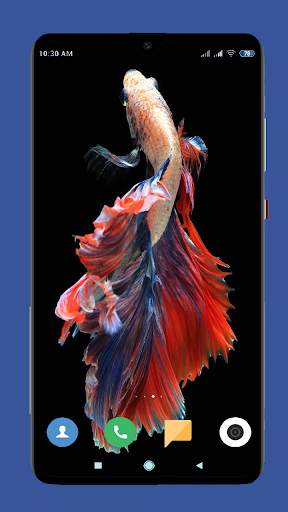 Betta Fish Wallpaper HD screenshot 6