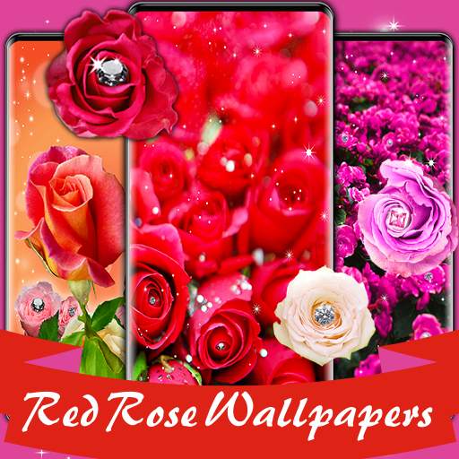 Red rose wallpapers HD | offline 2.2