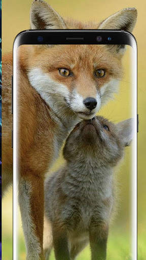 Fox Wallpapers Live HD screenshot 2