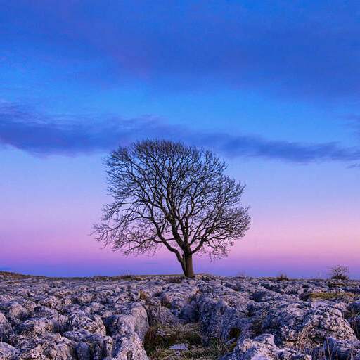 Nature HD Wallpaper 1.0.0