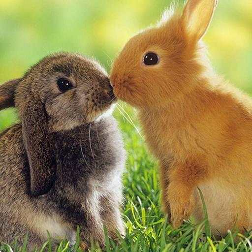 Rabbit Wallpaper HD 3.1