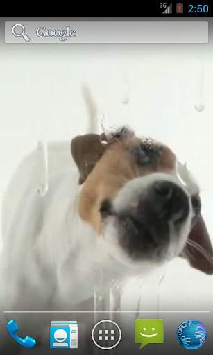 Dog Licks Screen Wallpaper screenshot 4