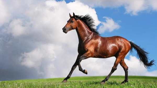 Horse Wallpapers screenshot 22