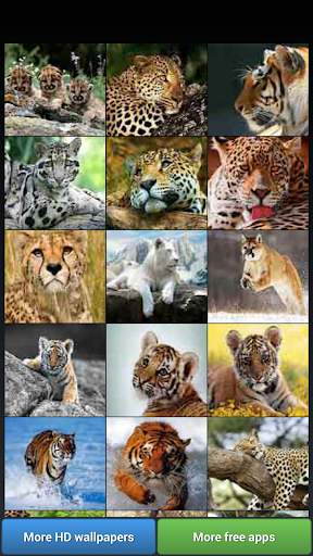 Big Cats HD Wallpapers screenshot 3