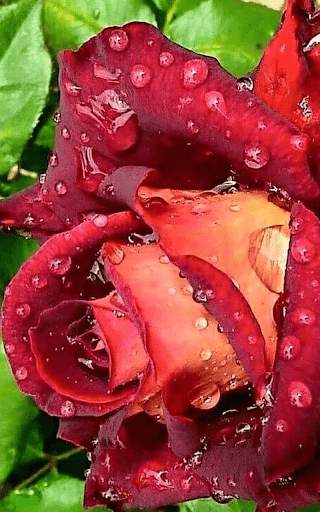 Red Rose Live Wallpaper screenshot 8
