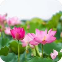 Lotus Wallpaper Best HD