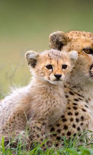 Cheetah Live Wallpaper screenshot 2