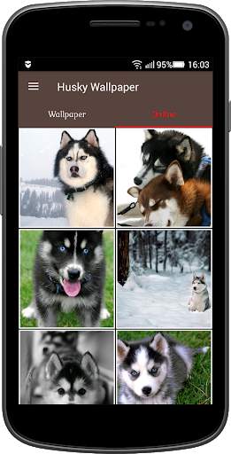 Husky Wallpaper screenshot 2