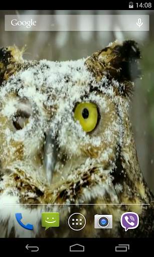 Owl Video Live Wallpaper screenshot 4