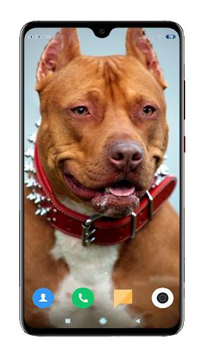 Pitbull Dog Wallpaper HD screenshot 9
