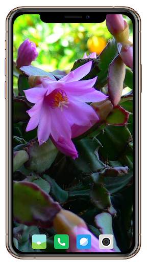Cactus Flowers Wallpaper screenshot 7