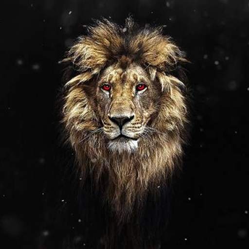 AMOLED Wallpapers & GIFs 14.1