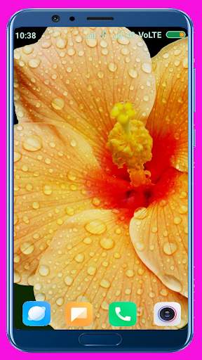 Hibiscus Flower Wallpaper Best 4K screenshot 14