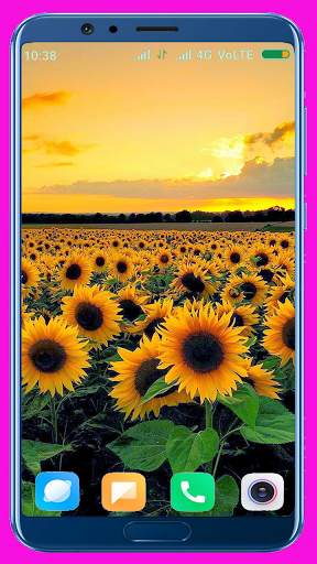 Sunflower HD Wallpaper screenshot 7
