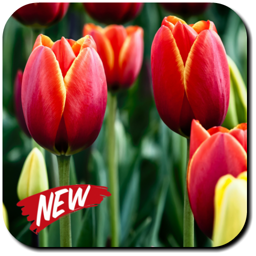 Tulip Wallpapers أيقونة