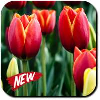 Tulip Wallpapers on 9Apps