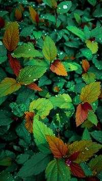 Imagy - World Wide Wallpaper Sharing App 2 تصوير الشاشة