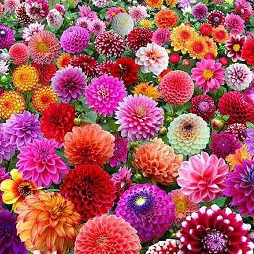 Flowers Wallpaper 4K 1.8