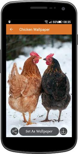 Chicken Wallpaper screenshot 5