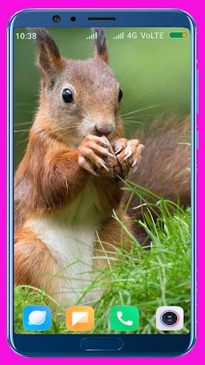 Squirrel Wallpaper screenshot 7