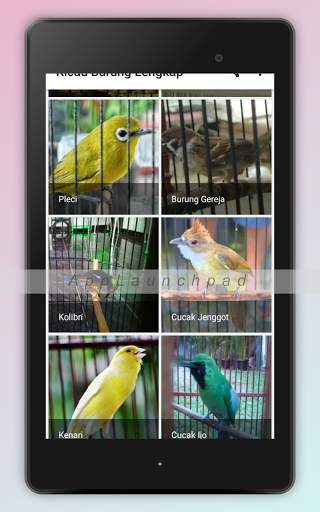 Kicau Burung Terlengkap screenshot 11