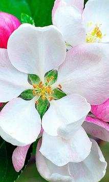 Apples Flowers live wallpaper screenshot 2