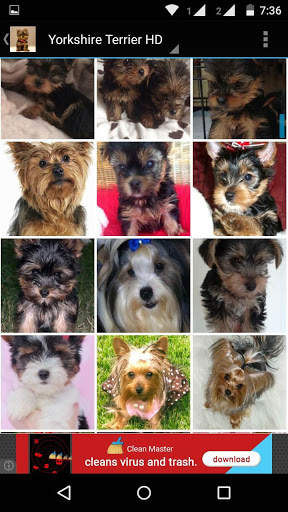 Yorkshire Terrier Dog Wallpape screenshot 5
