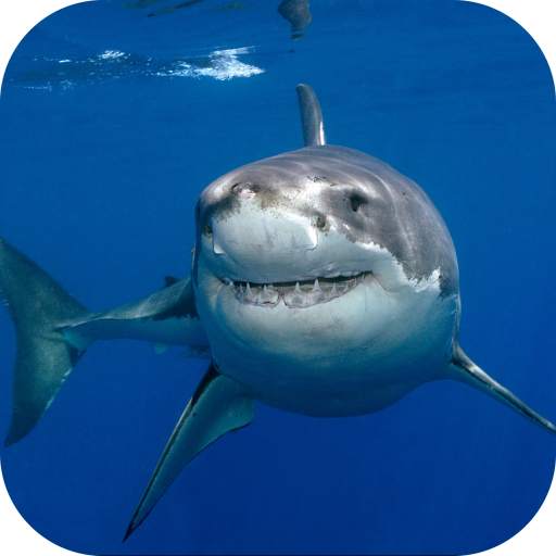 Great White Shark. Wallpapers 20201104