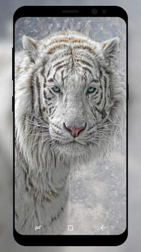 White Tiger Wallpaper HD screenshot 3