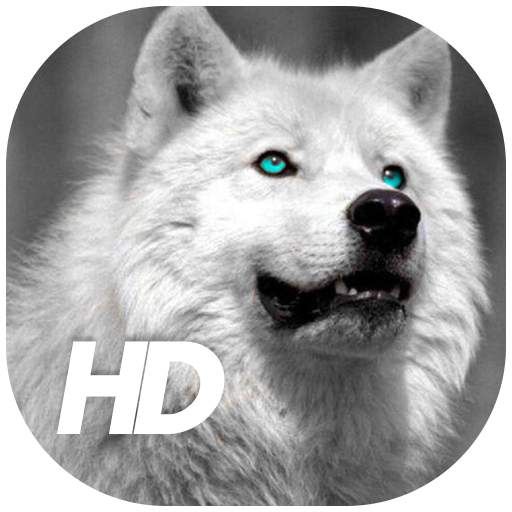 Wolf Wallpaper 1.4