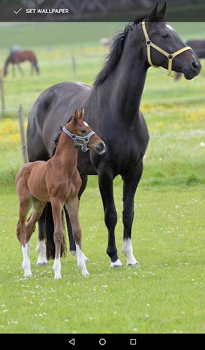 Beautiful Horse Wallpapers 8 تصوير الشاشة