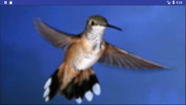Bird Wallpapers: Beautiful Bird Images, Bird Pics screenshot 3