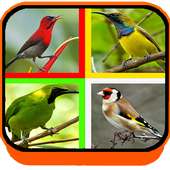 SUARA BURUNG LENGKAP on 9Apps